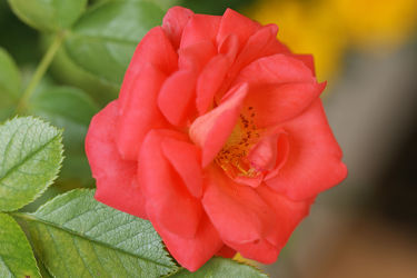 hellrote rose