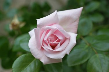 rosa rosenknospe