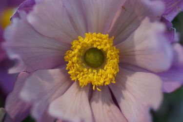 lila anemone