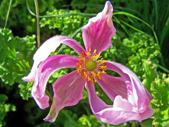 rosa anemone