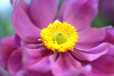 Bild mit anemonen