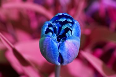 blaue tulpe 2
