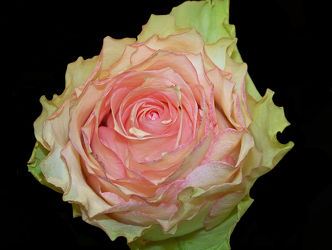 marzipanfarbene rose