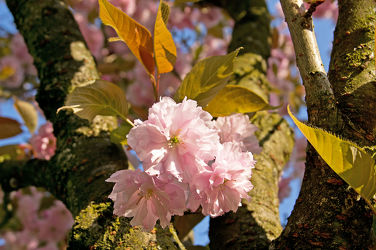 japanische zierkirschenblüten