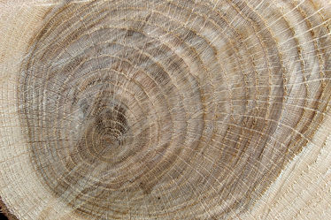 Eichenholz Holzstruktur 1