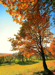 Bild mit Natur, Herbst, Baum, Eiche, Landschaft, Laubbaum, Jahreszeit, autumn