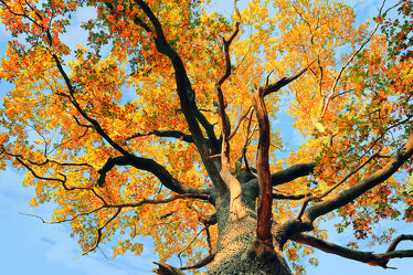 Bild mit Natur, Herbst, Baumkrone, Baum, Landschaft, Laubbaum, Gegenlicht, Jahreszeit, autumn