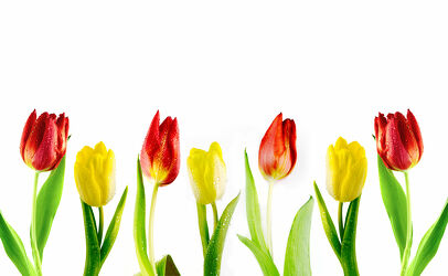 Bild mit Blumen, Blume, Tulpe, Tulips, Tulpen, Tulip, gelbe Tulpen, rote Tulpen