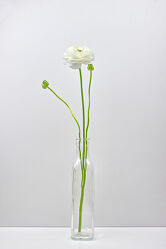 Weiße Ranunkel in der Blumenvase
