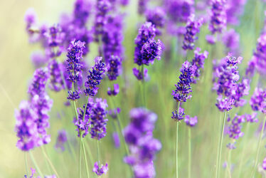 Bild mit Natur, Blumen, Lavendel, Lavandula, Lavendelblüten, Lavendelfeld
