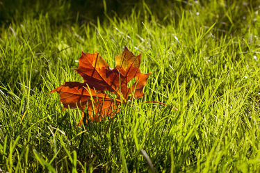 Herbstgold im Grasbett