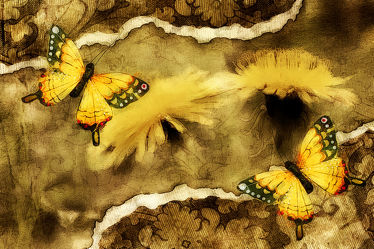 golden Butterflys