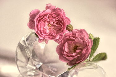 Bild mit Blumen, Rosen, Blume, Rose, Flower, Blüten, VINTAGE, Makroaufnahmen, blüte
