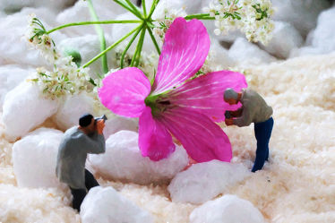 Miniaturlandschaft - pinke Blüte