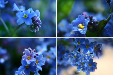 Blaue Blumen im Morgentau