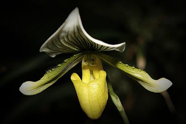 Bild mit Orchideen, Orchidee, Orchid