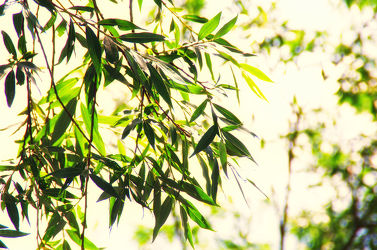 Bambus Fototapete