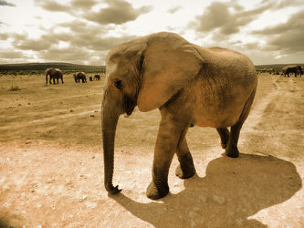 Bild mit Tiere, Elefant, Elephant, Elefanten, Wildtiere, Wildlife