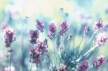 Lavendel Sommer Träume