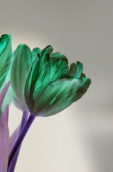 green Tulip