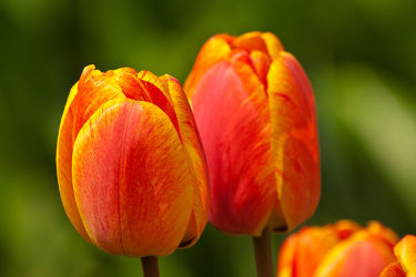 Tulpen orange/gelb