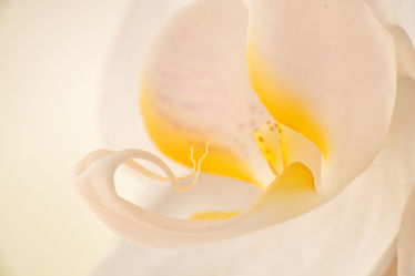 Orchideenmakro 2