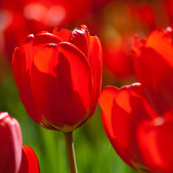 rote Tulpen in der Sonne