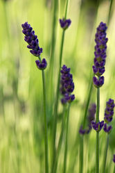 Lavendel 2