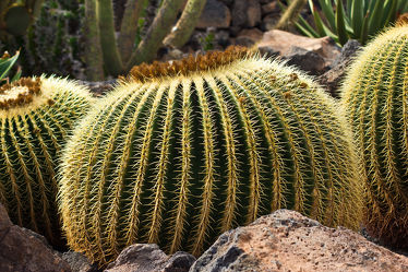 Bild mit Pflanzen, Pflanze, kakteen, Lanzarote, Wüste, Kaktus, Wüsten, wüstensteppe