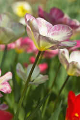 rosa Tulpen 2