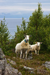 Schafe in der Felsenlandschaft Norwegens 2