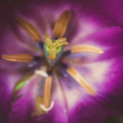 tulips star
