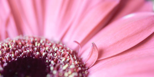 light pink gerbera blossom