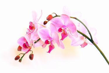 Bild mit Natur, Pflanzen, Blumen, Orchideen, Blume, Orchidee, Pflanze, Blüten, blüte