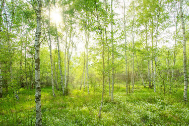 Bild mit Grün, Bäume, Frühling, Birken, Sonne, Baum, Birke, Sonnenschein, Birkenwald, Licht