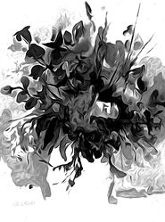 Bild mit Natur, Pflanzen, Blumen, Blume, Pflanze, Black and White, schwarz weiß, SW