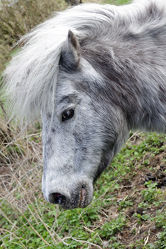 Pony Porträt