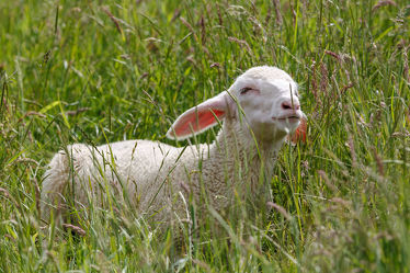 Junges Schaf im Gras
