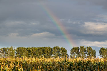 Regenbogen über einem Maisfeld