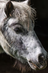 Pony Porträt