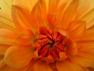 Orangefarbene Blüte der Dahlie