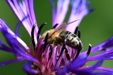 Biene auf Berg-Flockenblume