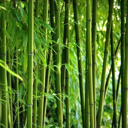 Bild mit Natur, Bambus, Wald, Tapeten, Tapete, bambuswald, bambusstangen, bambusrohr, bambuspflanze, Bambusblatt, Bambusblätter, fototapeten