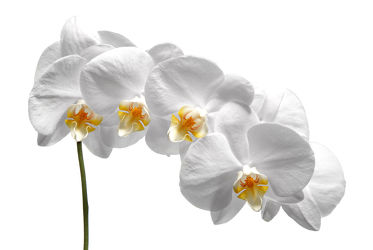 Bild mit Pflanzen, Blumen, Weiß, Orchideen, Blume, Orchidee, Pflanze, Makro, Blüten, blüte, weißer Hintergrund