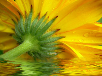 Bild mit Wasser, Pflanzen, Blumen, Sonnenblumen, Blume, Makro, Sonnenblume, Wassertropfen, Regentropfen, Wasserperlen, Tropfen, Blüten, blüte