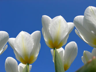 Bild mit Blumen, Weiß, Frühling, Blume, Makro, Tulpe, Tulpen, Blüten, Ostern, blüte