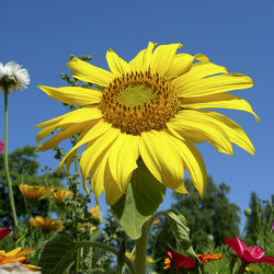 Sommer - Sonnenblume