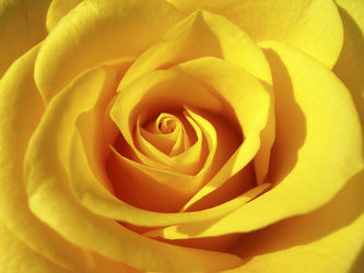 gelbe Rosenblätter