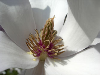 Magnolienblüte - Makro