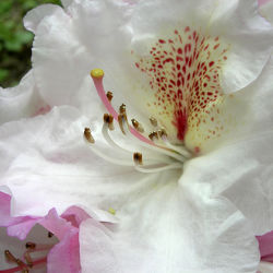 Rhododendron - Blüte